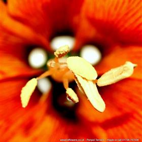 fwthumbhayle - flowers - floristry - sympathy - cornwall - gifts - send flowers today - floral delivery - -florist 1159x1192.jpg